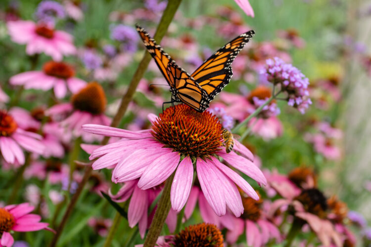 Best Plants for Backyard Pollinators